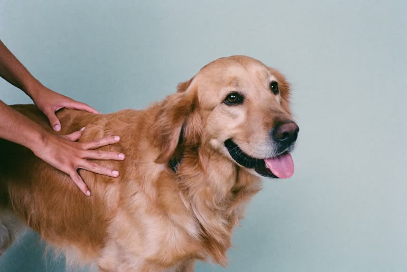 A golden retriever standing calmly while being handled