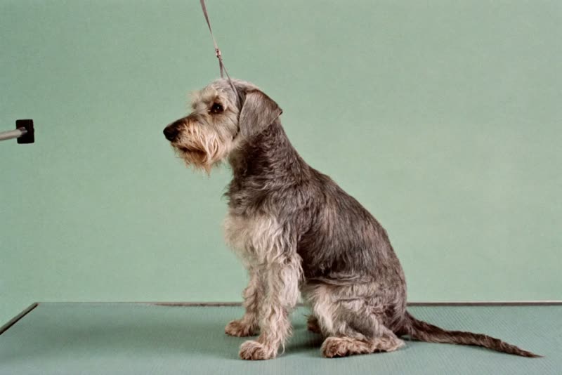 A schnauzer sitting on a grooming table