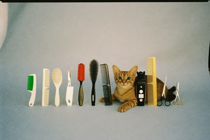 Grooming brushes, combs and clippers laid out in a row