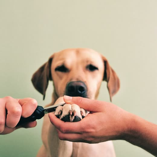 A dog's paw held for a nail trim